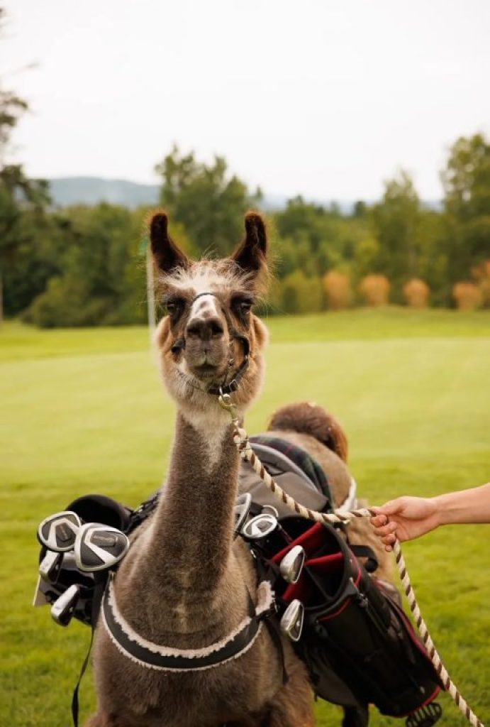 Llama Drama on the golf course